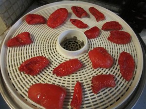 Tomatoes after 12 hours in the dehydrator