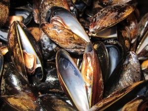 Mussels in White Wine