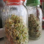 Sprouts in the jars