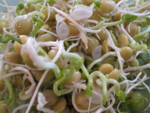 Fresh Pea Sprouts