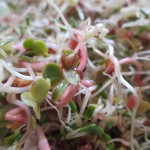 Alfalfa and radish sprouts