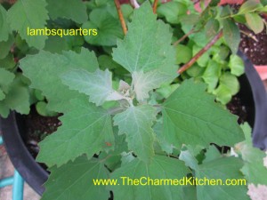 lambsquarters