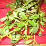 purslane