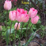 tulips