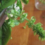 Snip off basil blossoms