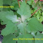 lambsquarters