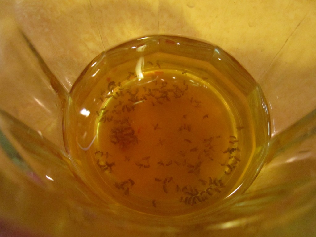 Catching Fruit Flies The Charmed Kitchen