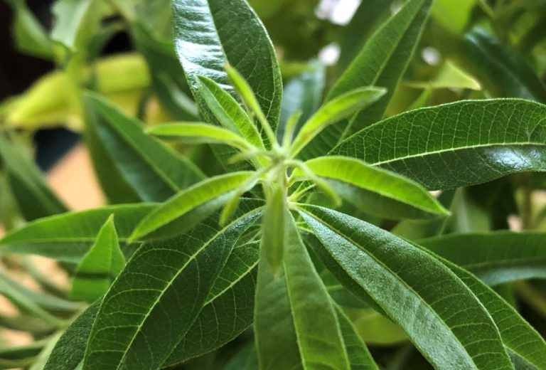 Lemon Verbena Jelly The Charmed Kitchen